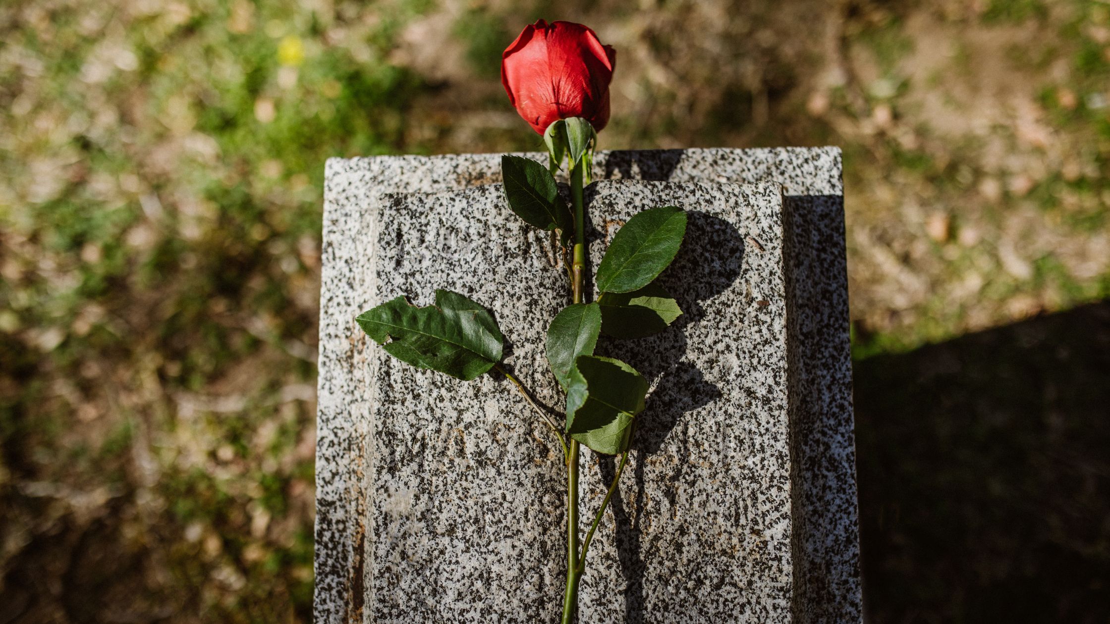 red rose on a headstone